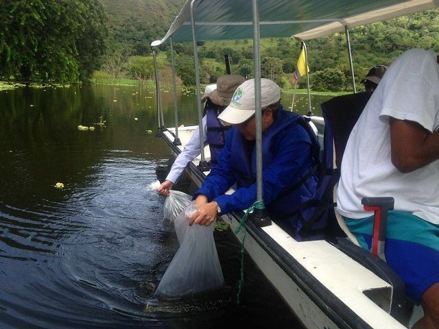 Cortolima repobla de bocachico y mojarra represa de Prado (Tol)