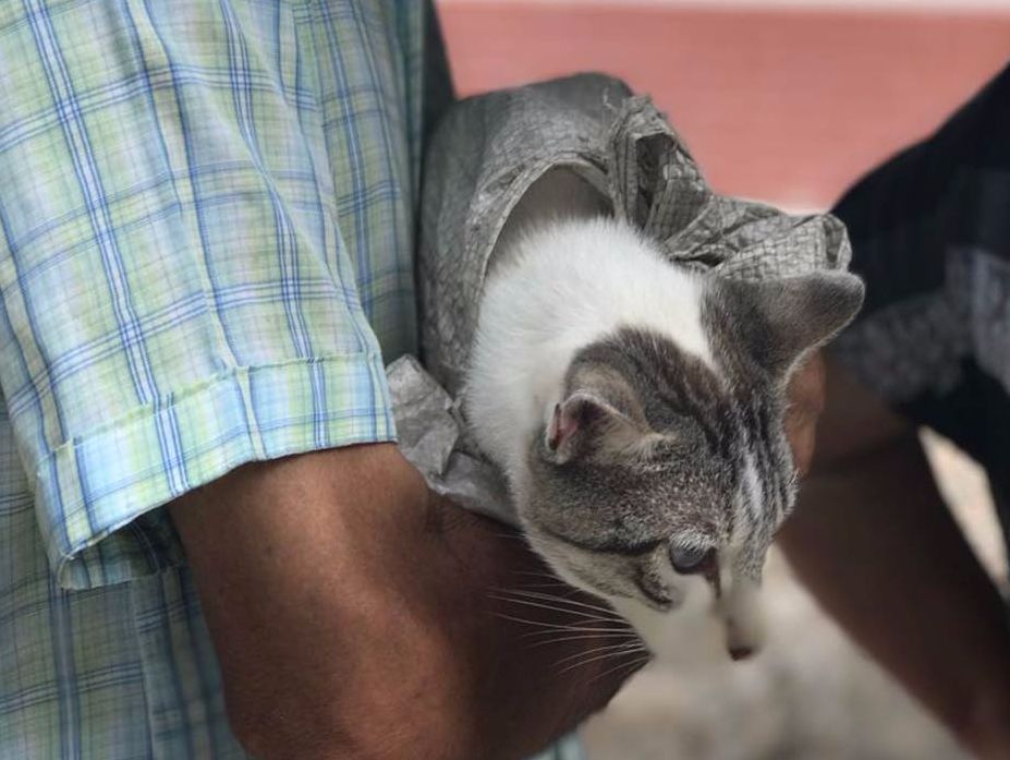143 animales recibieron atención veterinaria en el barrio Las Delicias