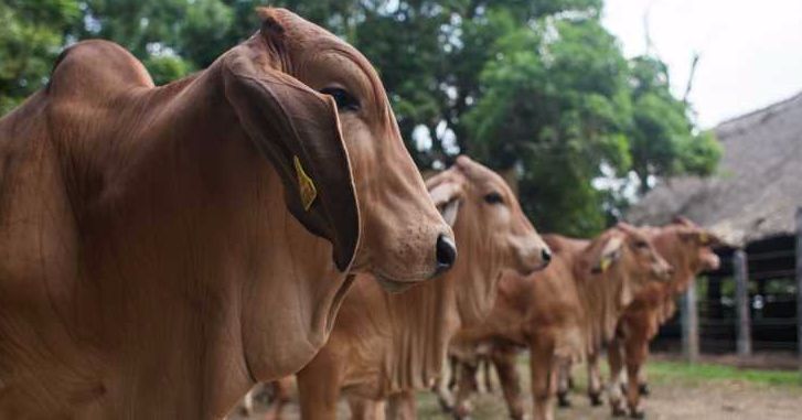 Extreman medidas para prevenir la propagación de la fiebre aftosa en el Tolima