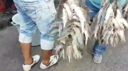 Llegó la mitaca a Honda