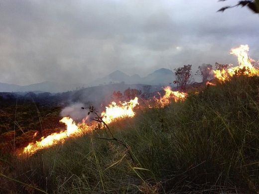 Controlado incendio forestal en zona de páramo de Murillo