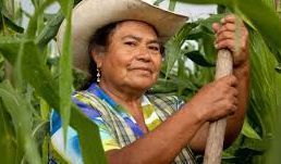Las mujeres no son bien remuneradas en el sector agrícola