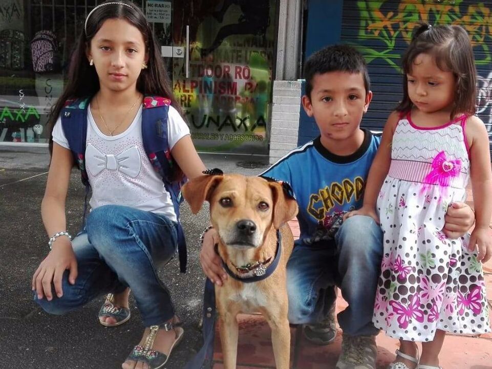 Anímese a tener un canino. Este domingo habrá jornada de adopción en la ciclovía