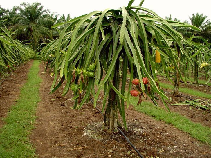 El Tolima tiene predios certificados en Buenas Prácticas Agrícolas por el ICA