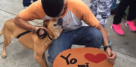 Este domingo habrá jornada de adopción canina