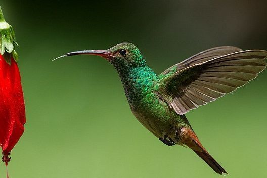 Ibagué a vuelo de pájaros del 2 al 6 de octubre