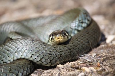 Una culebra causó alboroto en el Líbano
