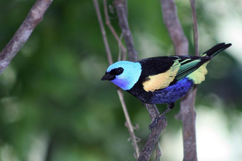 Este domingo concluye tercer Festival de Aves en Ibagué