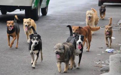 Alcaldía ha atendido a más de 1.000 perros y gatos de la calle