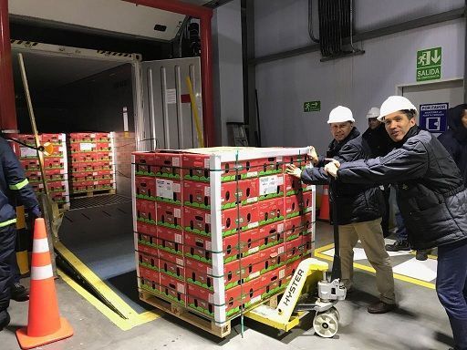 Con un embarque de 34 toneladas, sale el primer cargamento de aguacate Hass colombiano hacia los Estados Unidos