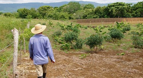 14 familias de Ataco se benefician con la restitución de tierras