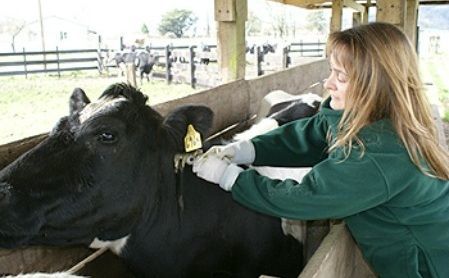 ICA trabaja para prevenir, controlar y erradicar la tuberculosis bovina en el Tolima