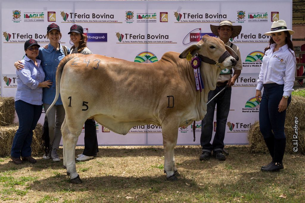 Prográmese para disfrutar la 50° exposición ganadera y 2a Feria Bovina de Ibagué