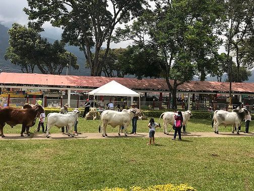 Cerca de 9 mil personas asistieron a la segunda Feria Bovina de Ibagué
