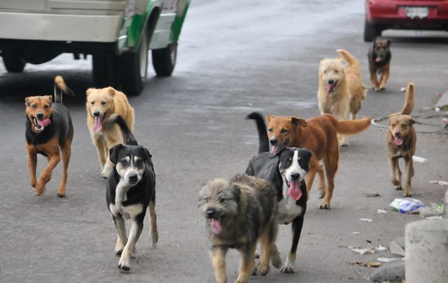 Las razones de porqué es mejor elegir un perro criollo