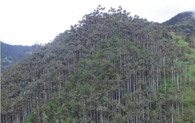Con ayuda de Cortolima y MinAmbiente Tochecito será área protegida