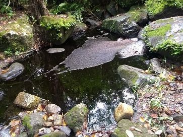 Cortolima atiende emergencia por afectación  de fuente hídrica en Purificación