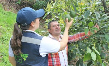 Productores de aguacate Haas se siguen empoderando