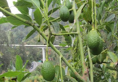 A un paso de exportar aguacate Hass a Japón