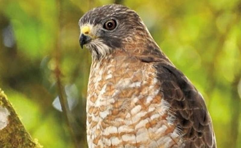 Cazadores de águilas cuaresmeras podrían recibir hasta 10 años de prisión