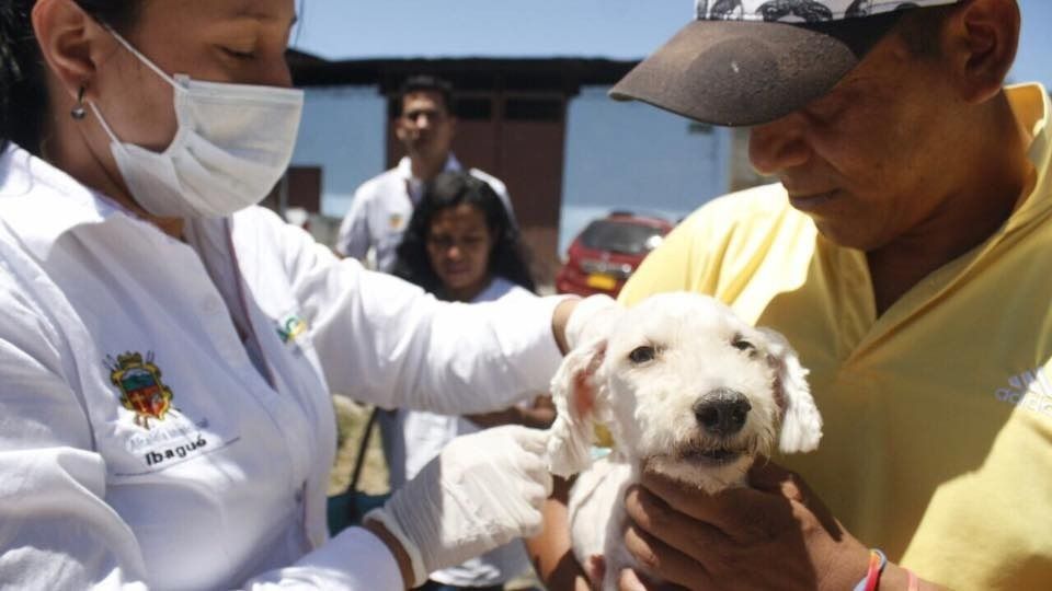 261 animales han sido vacunados contra el virus de la rabia