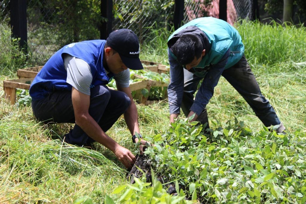 Más de 40 mil árboles se sembrarán en el Cañón del Combeima