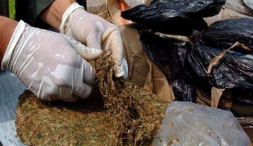 Policía incautó 22 mil dosis de marihuana en la vía Cajamarca-Calarcá