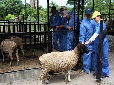 Taller sobre Buenas Práctica en la producción de ovinos y caprinos en el Tolima, realizó el ICA