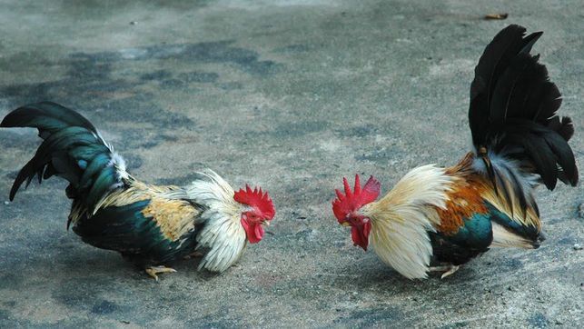 Los gallos de Darío Gómez, el del Líbano