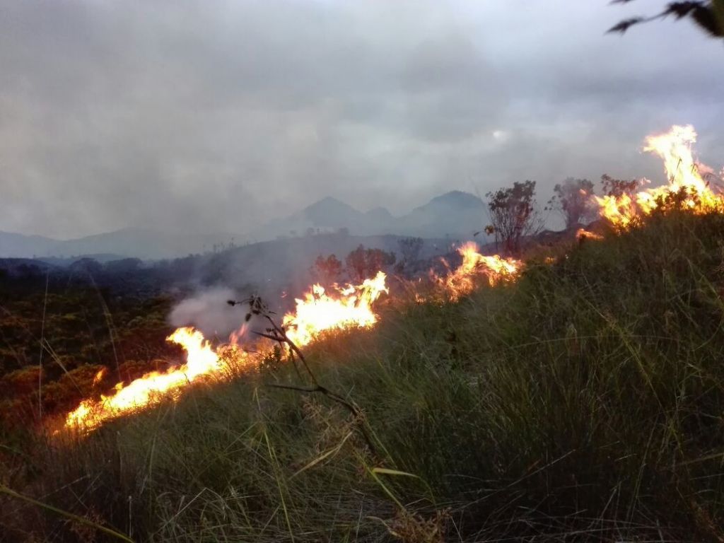 En alerta organismos de socorro por presencia de incendios forestales en el Tolima