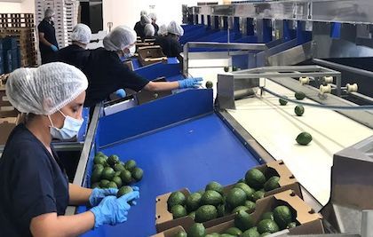 Aguacate Hass producido en el Tolima llega a las mesas españolas