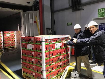 Continúan los envíos de aguacate Hass colombiano al mercado estadounidense, y a otros destinos internacionales
