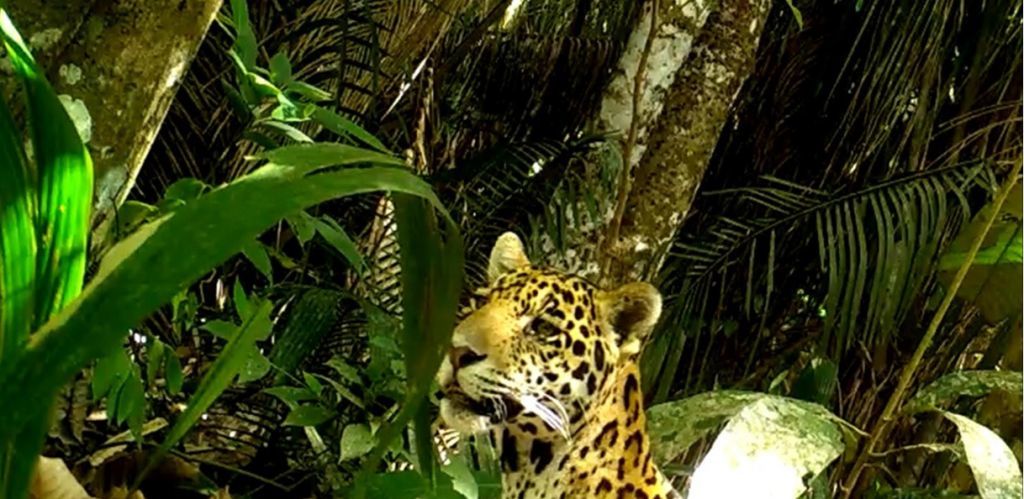 Avistamiento de jaguar en el Tolima, abre debate sobre el respeto a vida de los animales