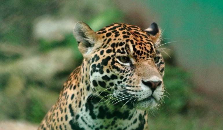 Cortolima se enfoca en conservar el Jaguar