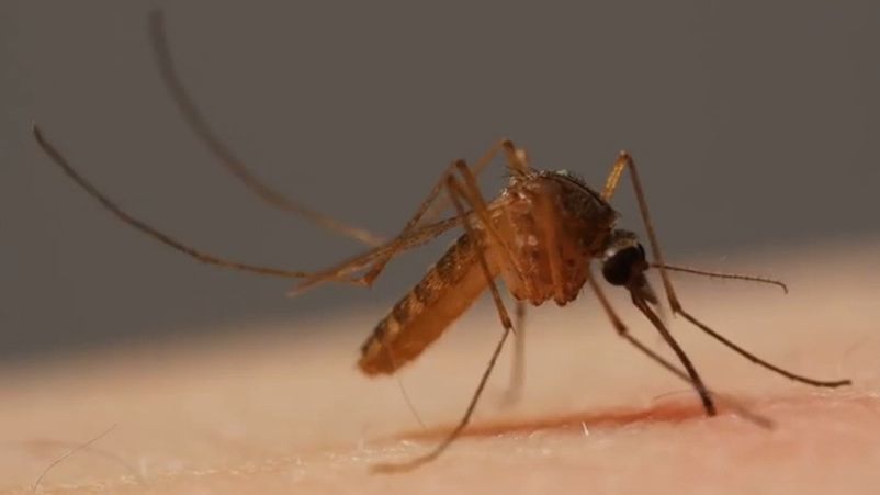 Secretaria de Salud en alerta tras incremento de insectos por altas temperaturas