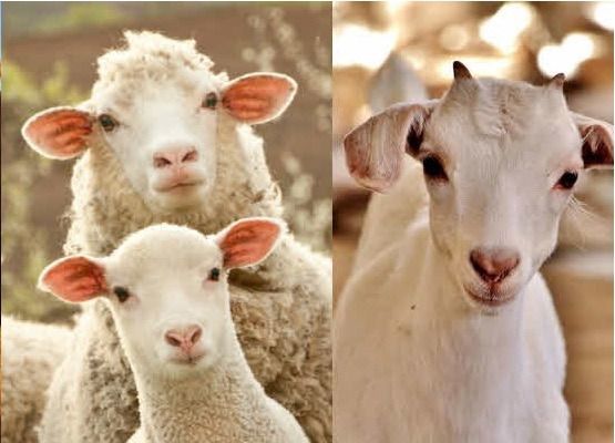 Productores de ovino-caprinos conocen el “Proyecto de Excelencia Sanitaria"