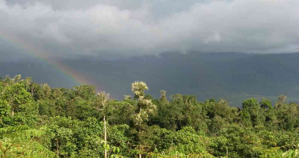 Galilea: otro bosque gravemente amenazado