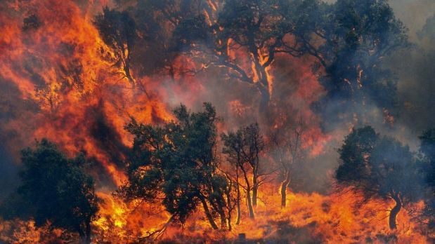 Continuan los incendios forestales en el Tolima
