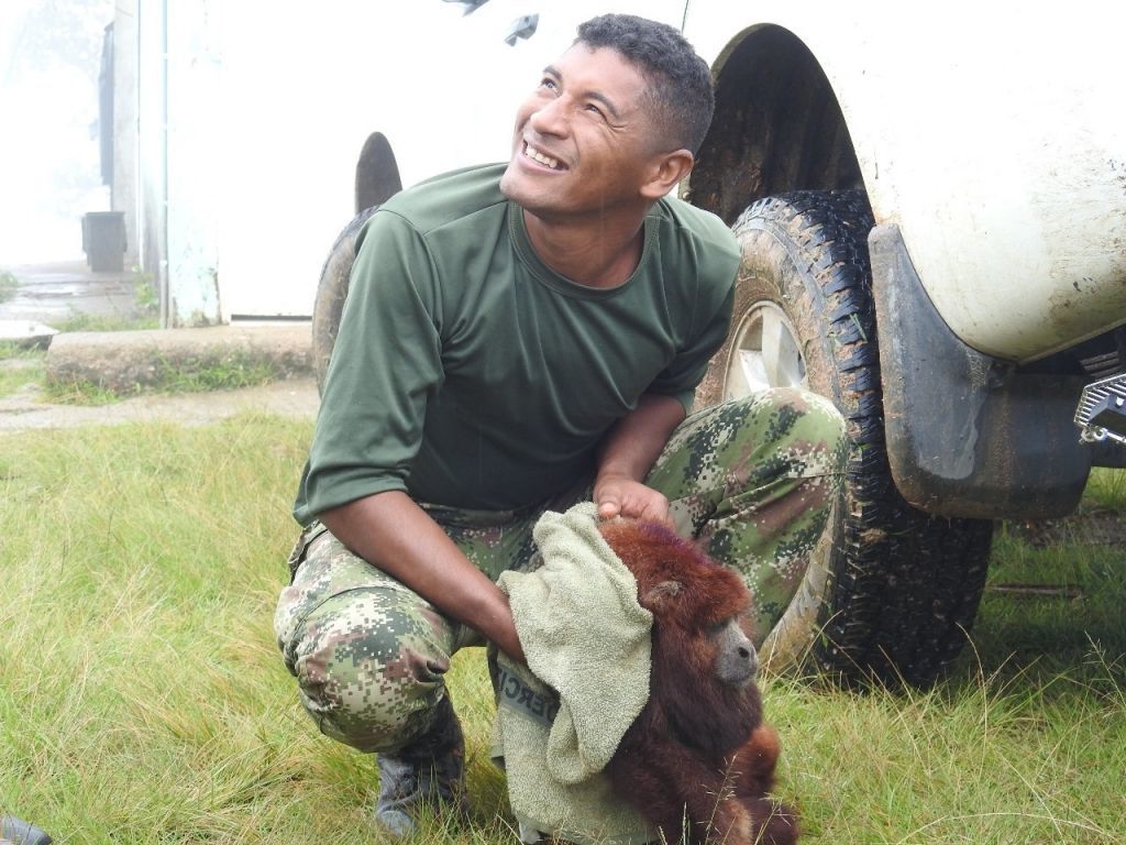 Mono aullador rescatado por el Ejército Nacional y Cortolima, se encuentra en mal estado
