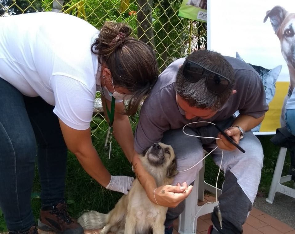 Estos son los sitios para vacunar gratis a sus mascotas