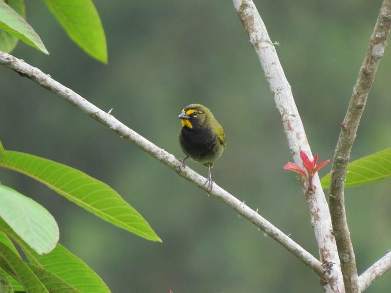 El avistamiento de aves, un polo de desarrollo turístico para Ibagué y el Tolima