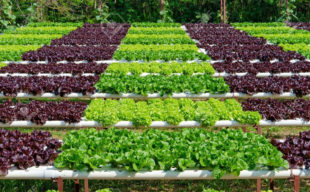 Ibagué será sede del IX Encuentro Nacional de Productores Orgánicos