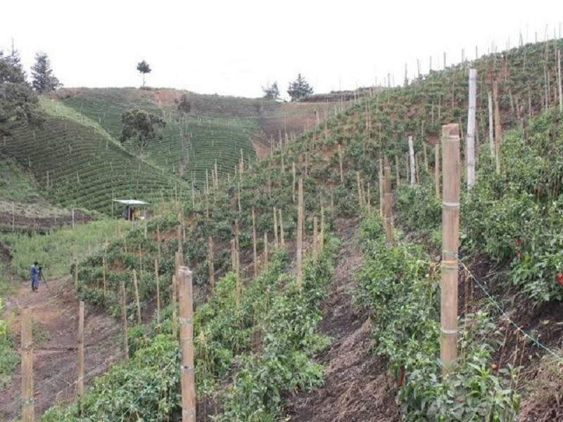 En consulta pública normatividad para producir especies no tradicionales