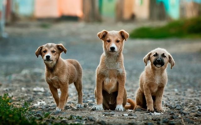 Hoy habrá jornada de adopción canina en Ibagué
