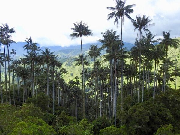 Estudios para la conservación de los humedales y Palma de Cera