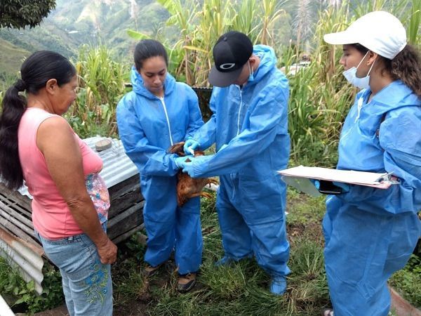 Vacunadas 6.500 aves contra la enfermedad Newcastle en Ibagué