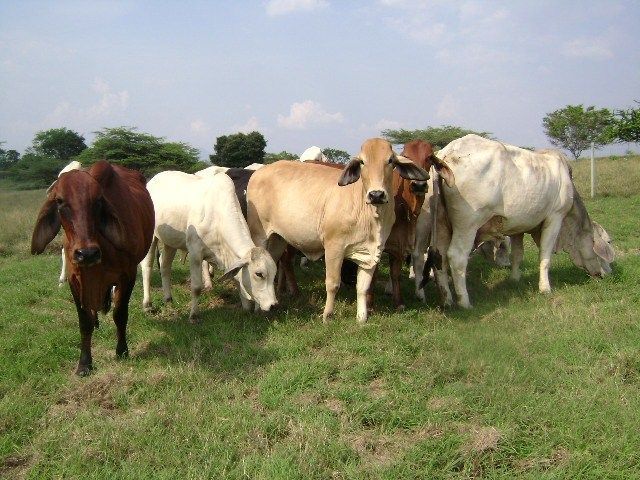 Fallan tutela a favor de Comité de Ganaderos del Tolima