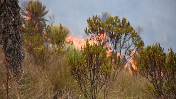 Unas 50 hectáreas de bosque nativo y frailejón se han consumido por el fuego en el Palomar