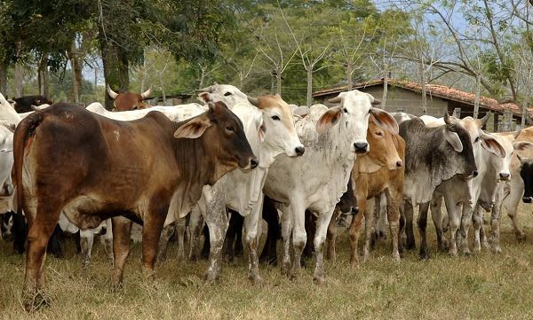 Recomendaciones para prevenir estomatitis vesicular en el hato ganadero entrega el ICA