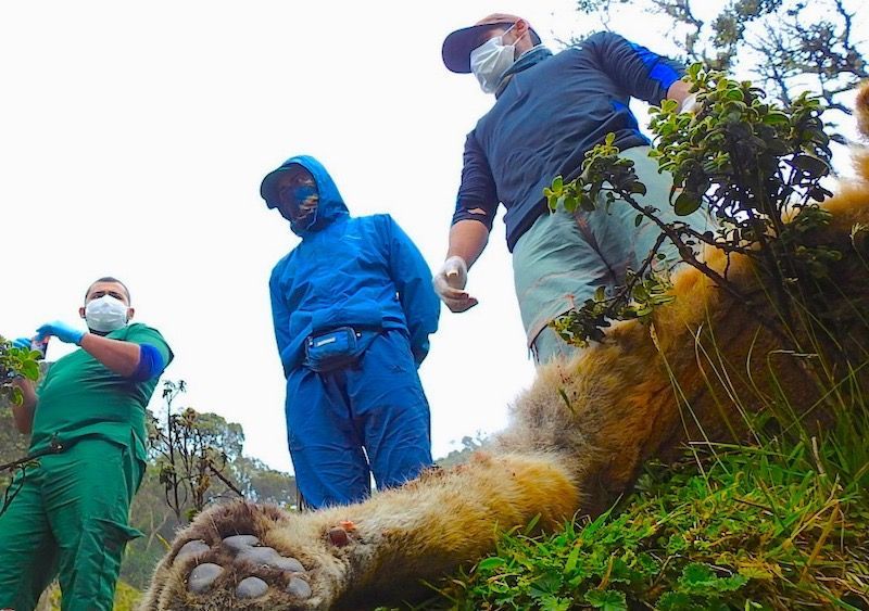 En circunstancias sin establecer hallan puma muerto en Villahermosa